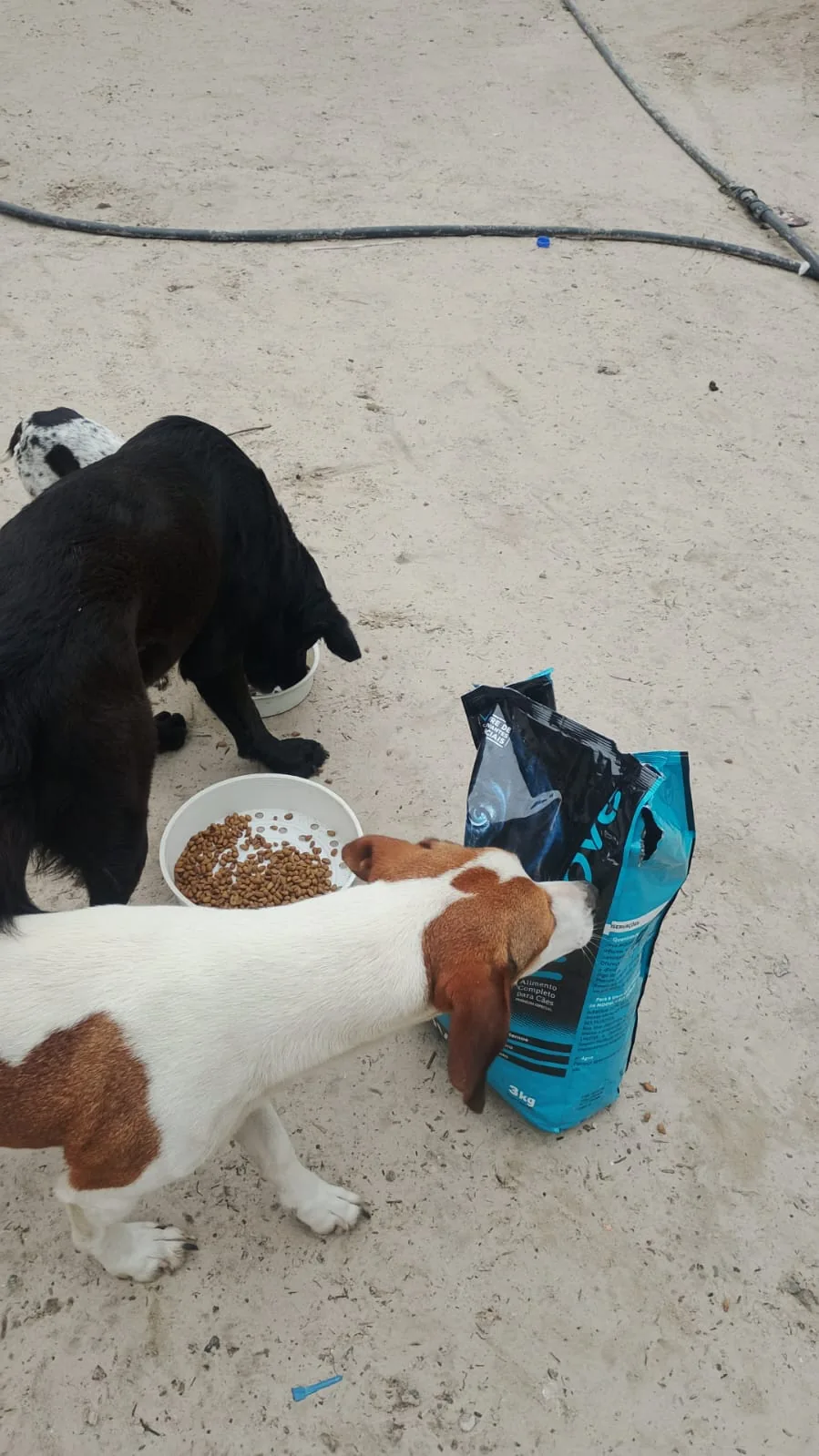 Cães se alimentam da ração entregue na aldeia.