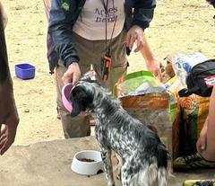 Voluntário oferece ração a um cão durante uma ação na comunidade.